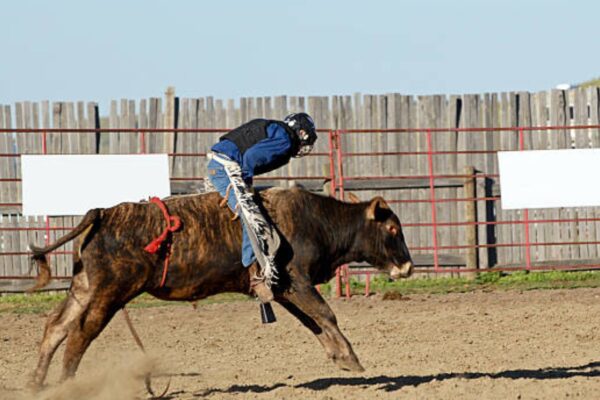 Are Rodeo Vests Comfortable for Bull Riders?