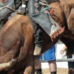 Best Rodeo Gear for New Bull Riders