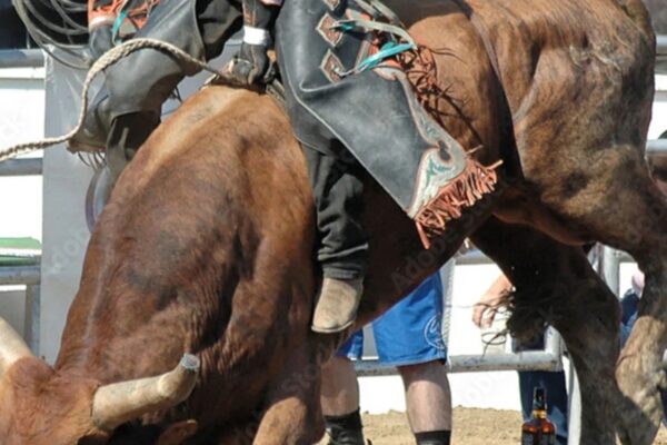 Best Rodeo Gear for New Bull Riders