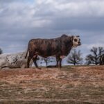 Bucking Bulls vs. Dairy Bulls Key Differences