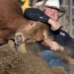 Health and Care of Rodeo Bulls