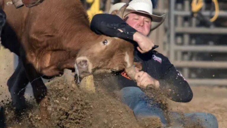 Health and Care of Rodeo Bulls