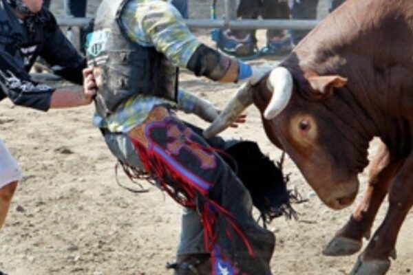 How Are Bulls Handled in Rodeos? How Are Bulls Handled in Rodeos