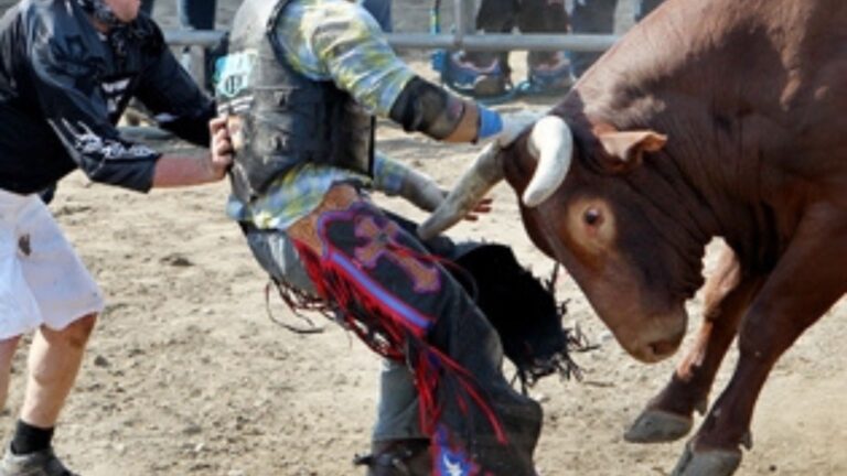 How Are Bulls Handled in Rodeos