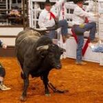 How Bull Fighters Manage the Danger of the Rodeo Arena
