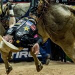 How Bulls Are Cared for in Professional Rodeo