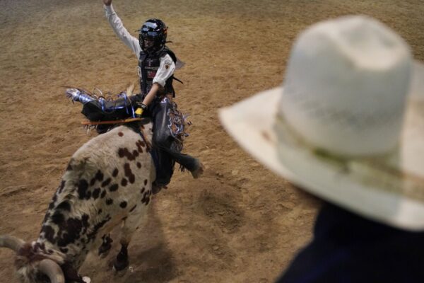 How Bulls Are Selected for Rodeos