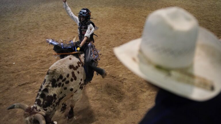 How Bulls Are Selected for Rodeos