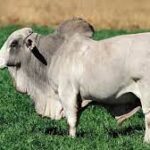 How Bulls are Tested and Selected for Their Strength and Agility