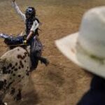 How Rodeo Bulls Are Chosen for Major Competitions
