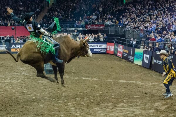 How Rodeo Bulls Are Raised and Managed