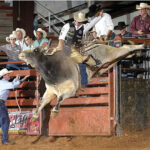 How Rodeo Bulls Are Trained for Competition