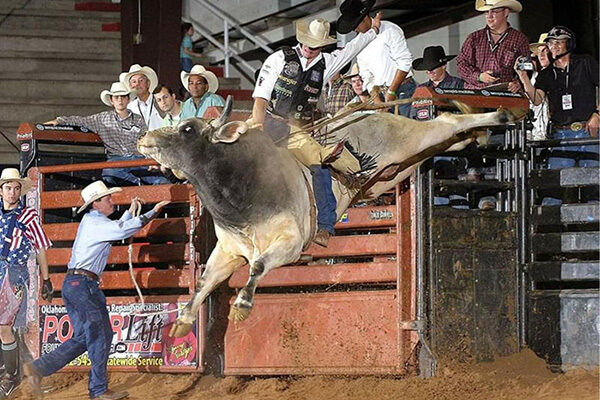 How Rodeo Bulls Are Trained for Competition