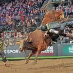 How to Care for and Train Rodeo Bulls for Optimal Performance