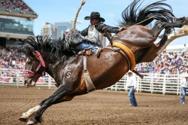 How to Get Tickets for Rodeos