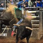 Rodeo Bull Behavior and Performance Explained
