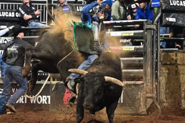 Rodeo Bull Behavior and Performance Explained