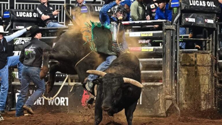 Rodeo Bull Behavior and Performance Explained