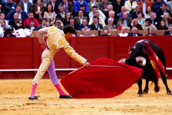The Dangers and Rewards of Bull Fighting