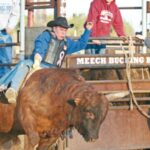 The Life of a Professional Rodeo Bull