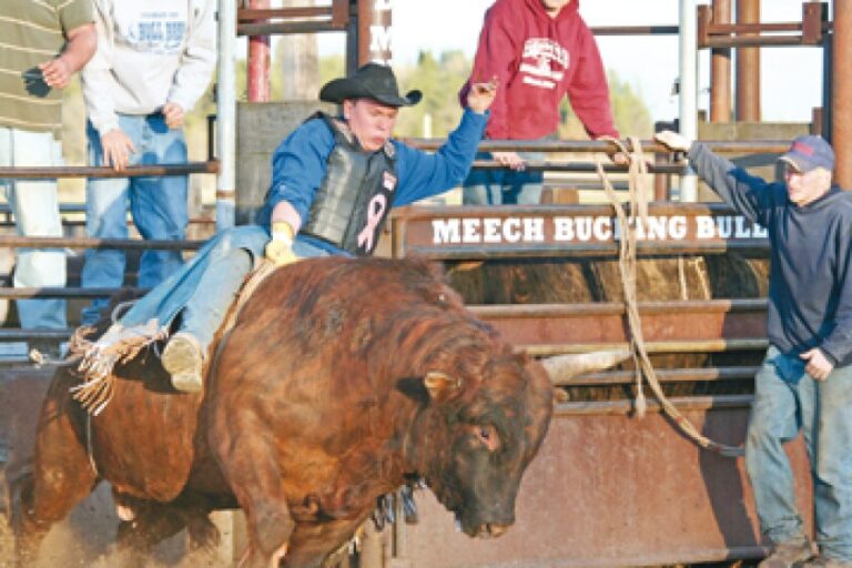 The Life of a Professional Rodeo Bull