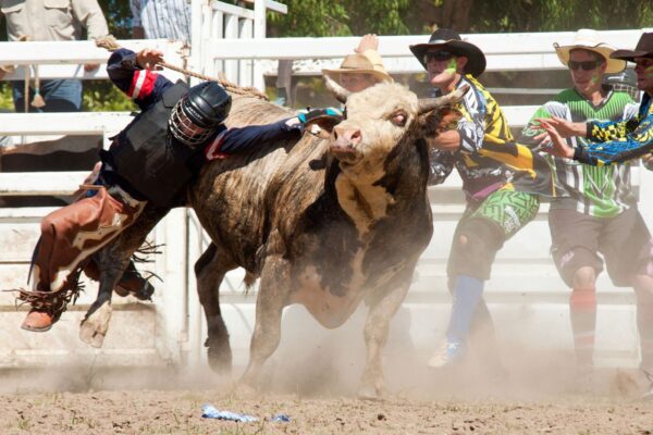 The Role of Bull Fighters in Rodeo Events The Role of Bull Fighters in Rodeo Events