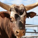Top Famous Rodeo Bulls and Their Unbeatable Records