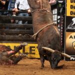 Top Rodeo Bulls That Made History