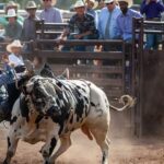 Training Bulls for Rodeo Events
