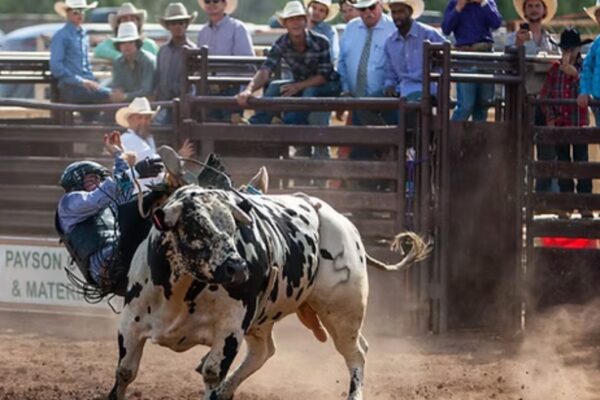 Training Bulls for Rodeo Events