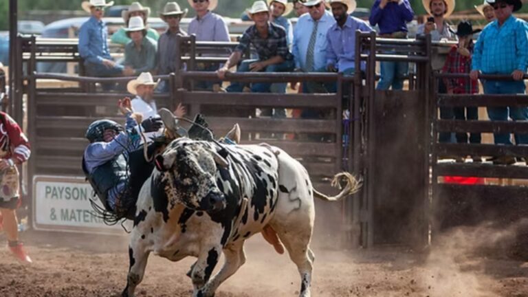 Famous Rodeo Bulls You Should Know