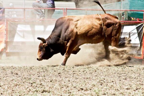 Types of Bulls Used in Rodeos