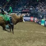 Understanding the Bull’s Role in Rodeo Competitions: More Than Just an Obstacle
