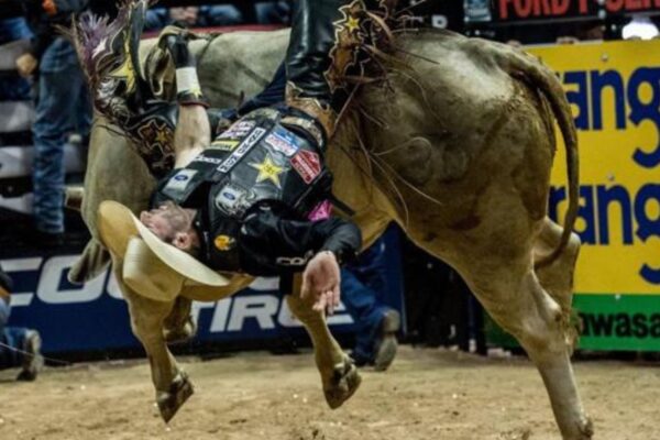 What Happens to Bulls After Rodeos?