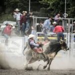 What Happens to Rodeo Bulls After Their Competition Careers End What Happens to Rodeo Bulls After Their Competition Careers End