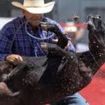 What Makes a Rodeo Bull Dangerous: Traits and Behavior