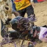 Why Are Rodeo Bulls So Dangerous?