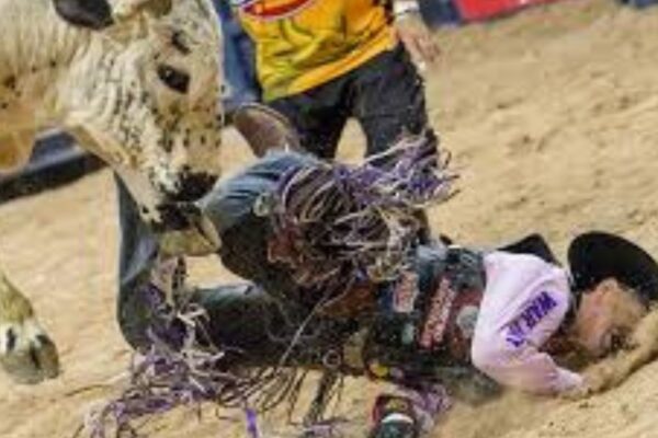 Why Are Rodeo Bulls So Dangerous?