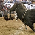 Why Some Bulls Buck Harder Than Others